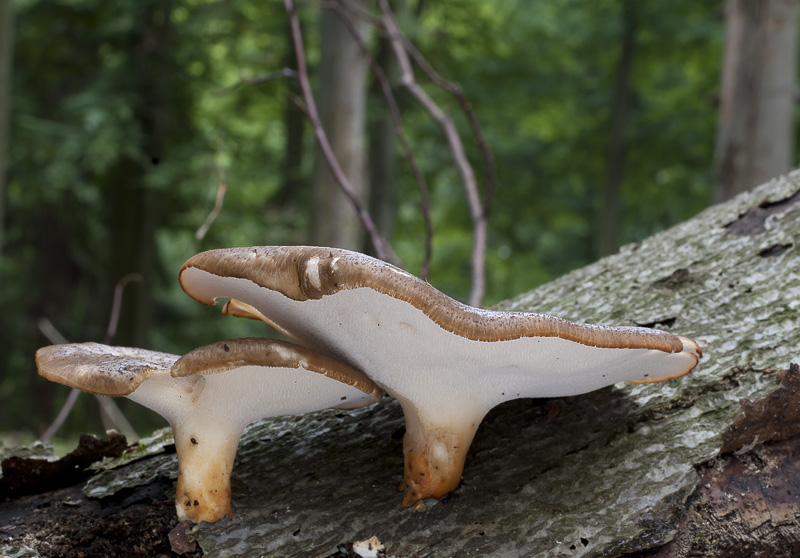 Polyporus tuberaster